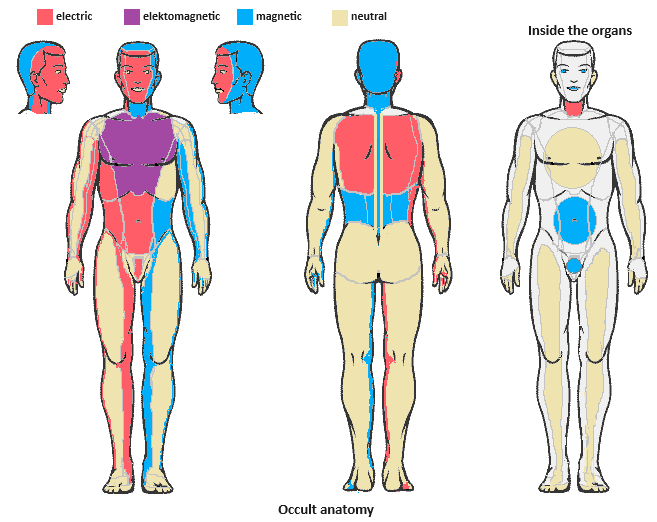 occult anatomy